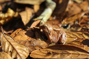 frog on leaves