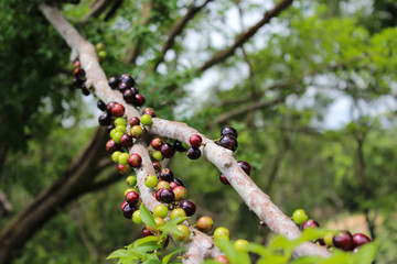 jaboticaba