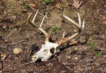 A whitetail deer skull and antlers on a forest floor in winter.