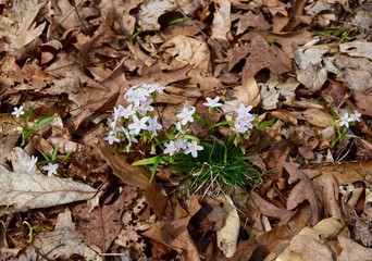 A cluster of spring beauty flowers and green leaves on a forest floor.