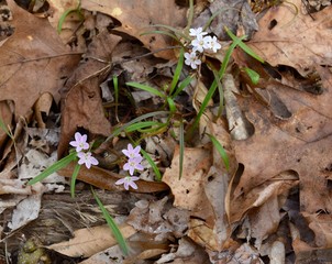 Pink and white spring beauty flowers on a forest floor.
