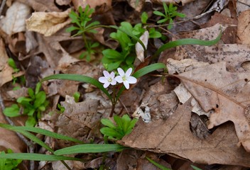 A pair of spring beauty flowers on a forest floor.