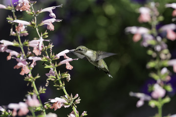 Surrounded by Flowers