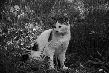 Alley cat in the woods