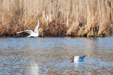 Black-headed gull bird in flight at lake
