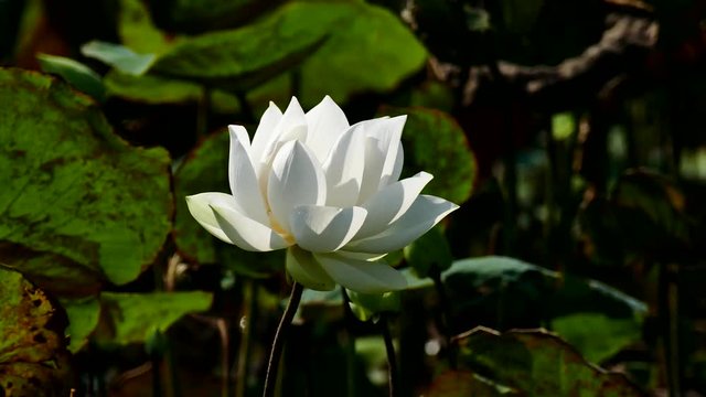 Royalty high quality free stock image of a white lotus flower. The background is the lotus leaf and white lotus flower and yellow lotus bud in a pond. Viet Nam. Peace scene in a countryside, Vietnam