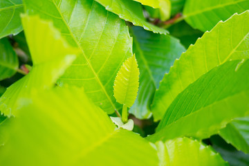 Green leaves natural background  wallpaper, leaf texture, green leaves wall background