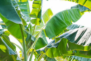 Green leaves natural background  wallpaper, leaf texture, green leaves wall background