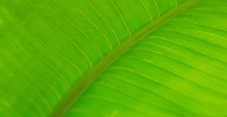 Green leaves natural background  wallpaper, leaf texture, green leaves wall background