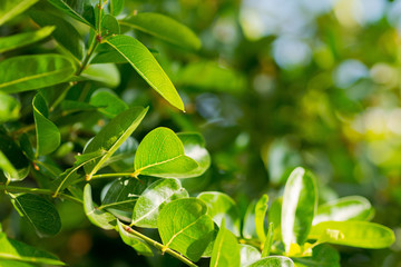 Green leaves natural background  wallpaper, leaf texture, green leaves wall background