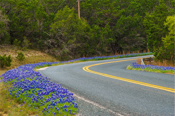 Bluebonnet Road © Stuart Chang
