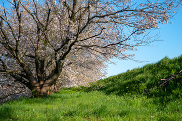 青空と満開の桜（ソメイヨシノ）