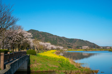 Fototapeta na wymiar 新潟の春（上堰潟公園）菜の花と桜