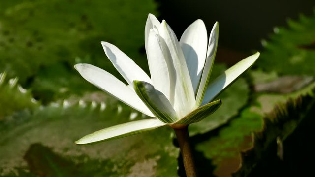 Royalty high quality free stock image of a white lotus flower. The background is the lotus leaf and white lotus flower and yellow lotus bud in a pond. Viet Nam. Peace scene in a countryside, Vietnam