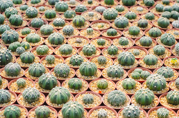 Cactus astrophytum asterias in cactus pots in the house plant with sun light flare.