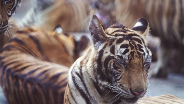 slow motion of bengal tiger