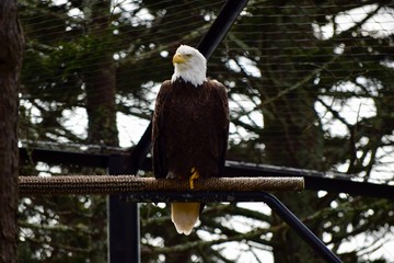 Eagle on Perch