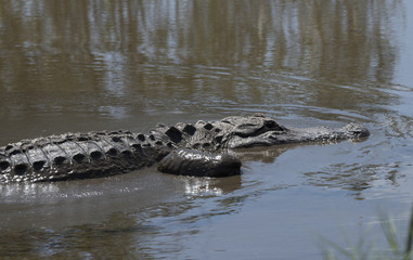American alligator close up swimming in blue green water.