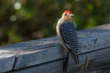 Woodpecker Inspecting