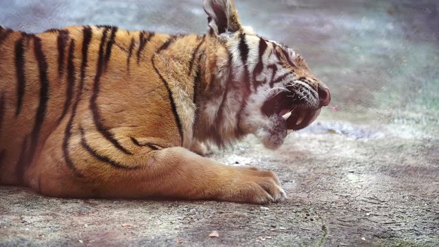 bengal tiger eating meat