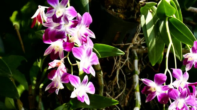 Orchid flower. Royalty high quality free stock footage of beautiful pink orchid flower. The Orchidaceae are a diverse and widespread family of flowering plants