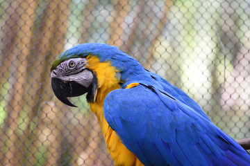 blue parrot