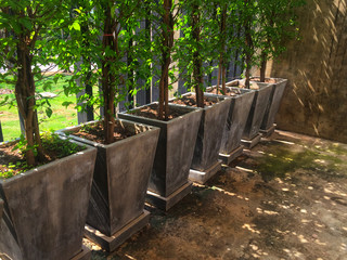 7 plants arranged together.