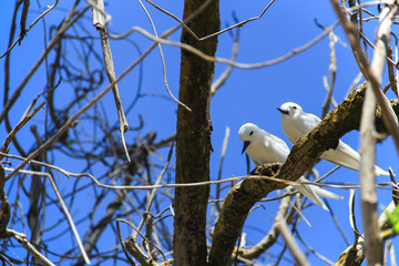Seychelles  Praslin Cousin Island Pair of Gygis alba
