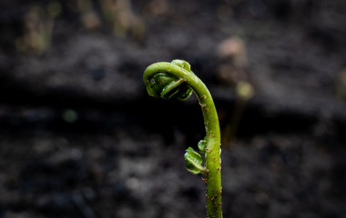 The birth of a plant