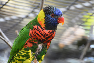 colorfully lory 