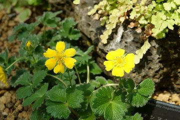 チシマキンバイ