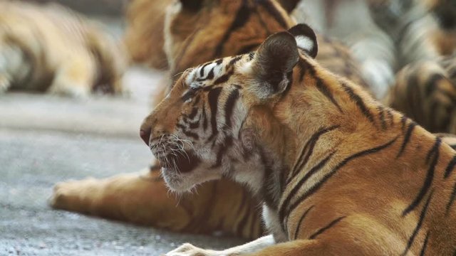 slow motion of bengal tiger