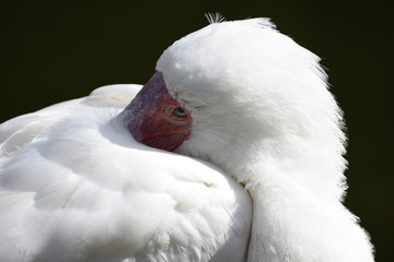 swan shame in the zoo