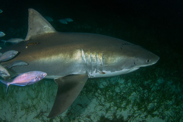 A close up of a Great White Shark