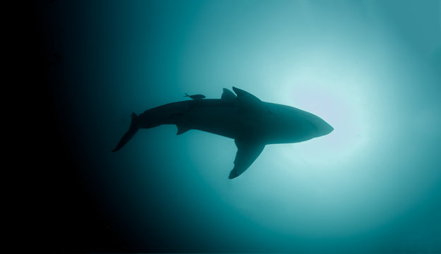 A Great White Shark silhouette