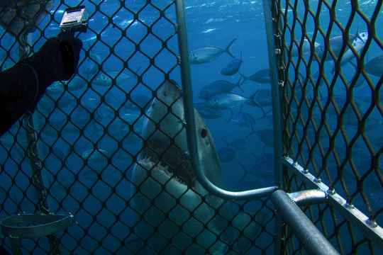 A very curious Great White Shark taking a look at a cage diver