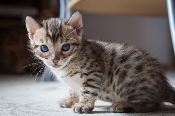 Cute bengal kitten at home