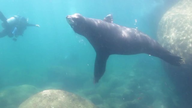 Californian sea lion (Zalophus californianus) swimming and playing in the reefs of los islotes in Espiritu Santo island at La paz,The world's aquarium. Baja California Sur,Mexico.