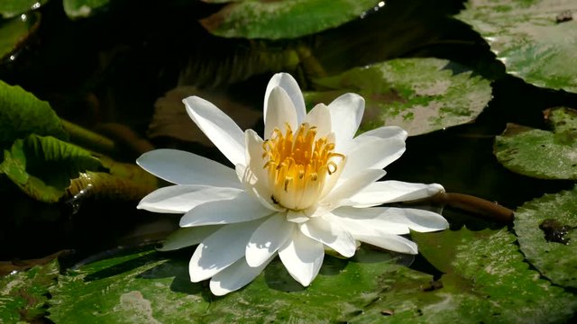 Royalty high quality free stock image of a lotus flower. The background is the lotus leaf and white lotus flowers and lotus bud in a pond