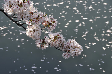 水辺の桜