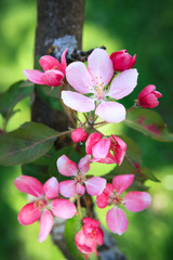 Beautiful apple tree flowers at spring