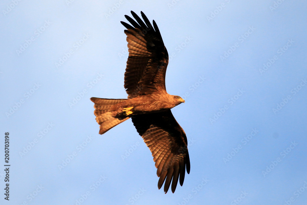 Wall mural Yellow Billed Kite - Uganda, Africa