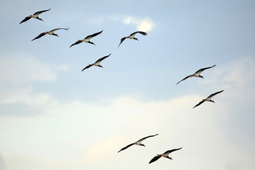 Yellow Billed Kite - Uganda, Africa