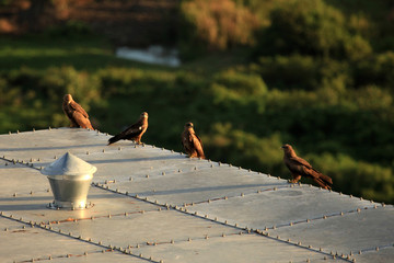 Yellow Billed Kite - Uganda, Africa