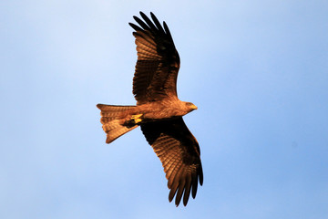 Yellow Billed Kite - Uganda, Africa