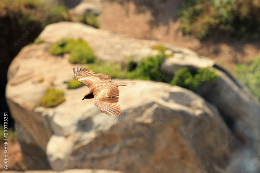 Wall mural Yellow Billed Kite - Uganda, Africa