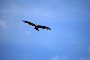 Yellow Billed Kite - Uganda, Africa