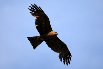 Obraz premium Yellow Billed Kite - Uganda, Africa