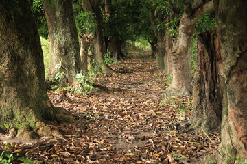 Mango Trees - Uganda, Africa