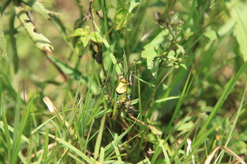 Sugarcane Plantation - Uganda, Africa